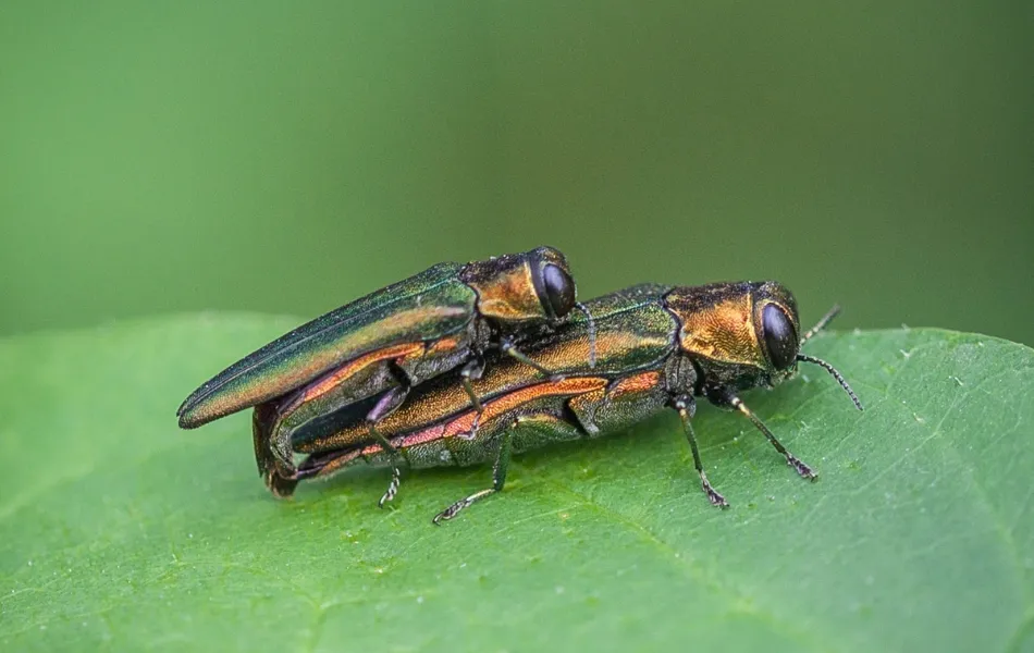 Two adult EAB beetles on a leaf near St. Louis, MO.