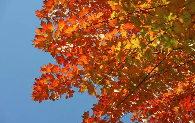 Why Fall is the Best Time to Fertilize Your Trees in Missouri