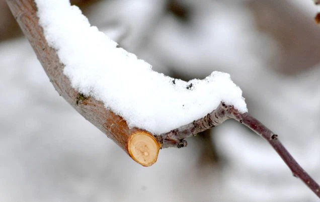 Top 3 Trees to Prune This Winter in Missouri