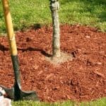 A young tree gets a fresh layer of mulch in the fall, near St Charles, MO.