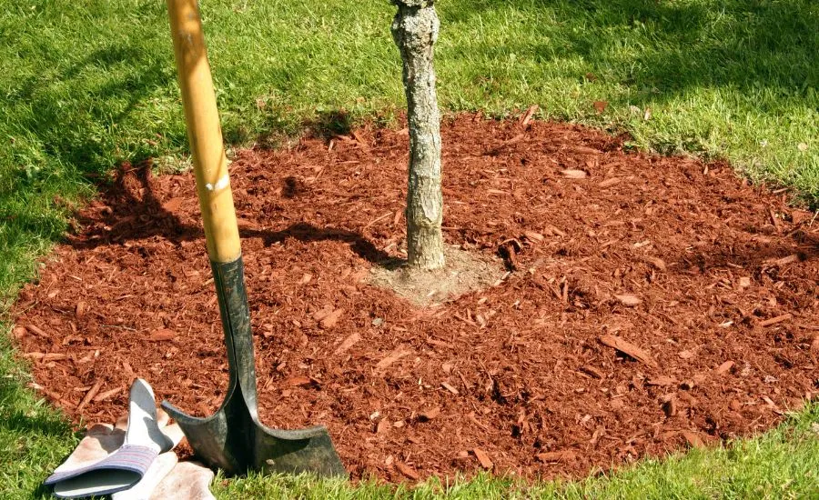 A young tree gets a fresh layer of mulch in the fall, near St Charles, MO.