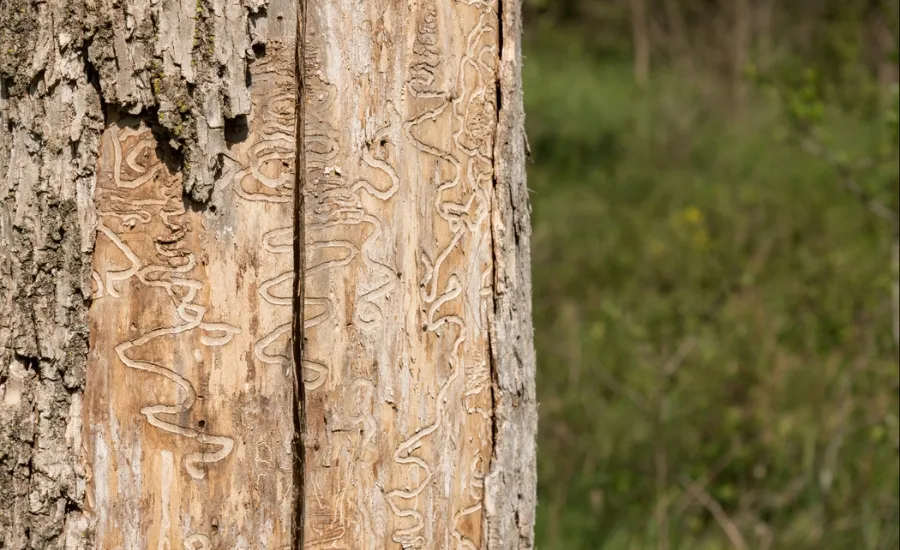 S-shaped galleries left on an ash tree by EAB larvae in eastern Missouri.