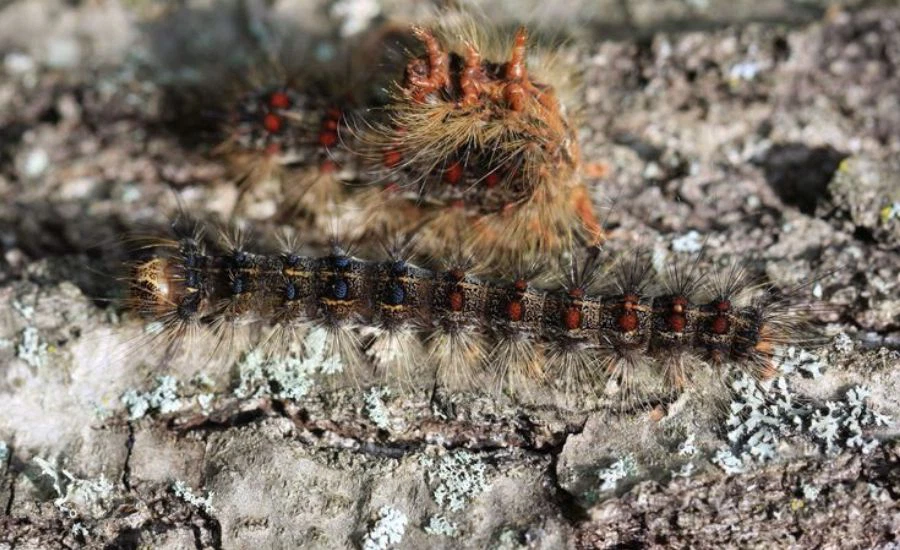 Gypsy moth caterpillars climbing on the trunk of an oak in St Louis, MO.