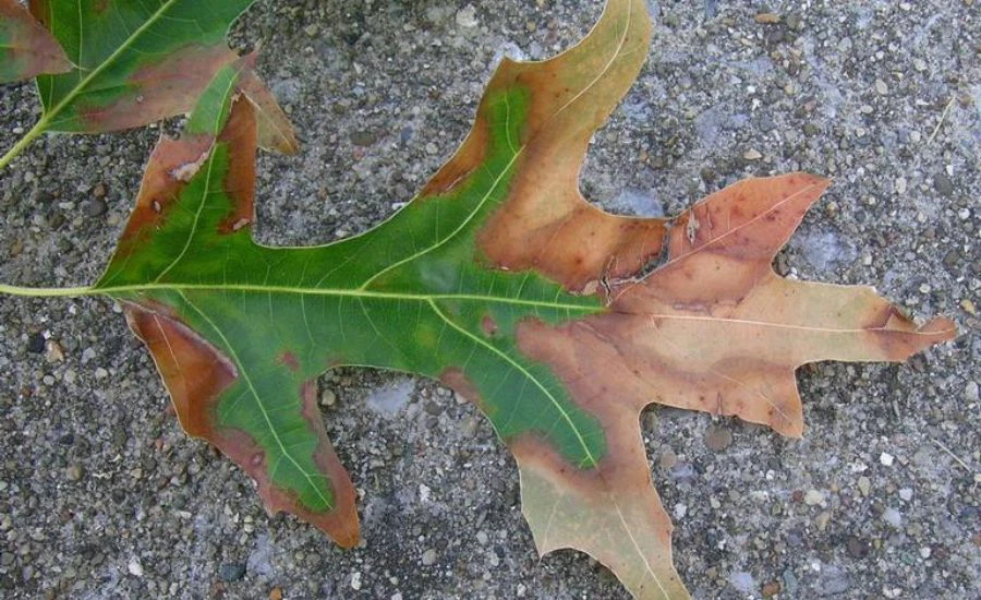 The leaf of a pin oak suffering from oak wilt, near St Louis, MO.