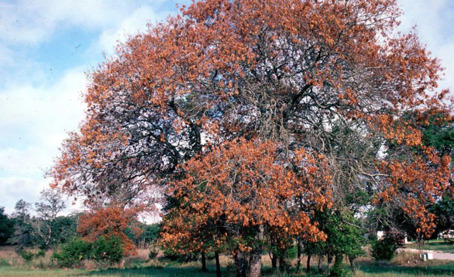 A large oak tree recently killed by oak wilt, in St Peters, MO.