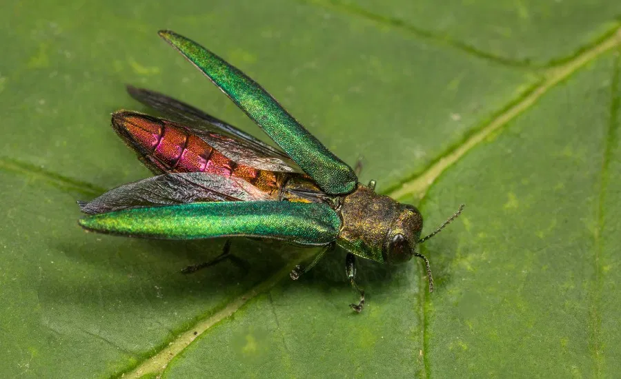  A close up of an emerald ash borer adult in Hazelwood, MO.
