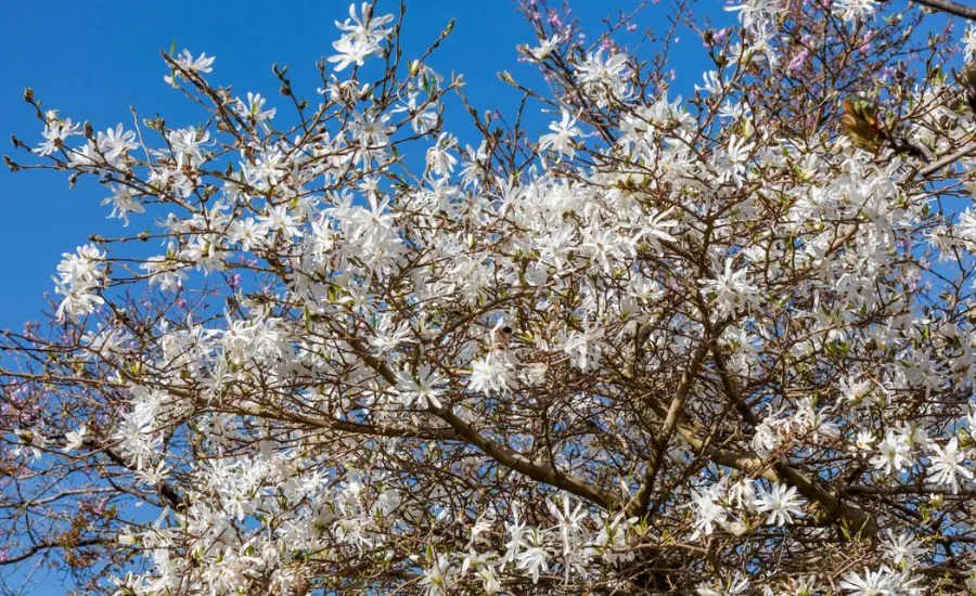 A closeup of the star-shaped flowers on a blooming Star Magnolia, growing in St Louis County, MO.