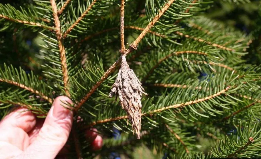 A bagworm cocoon growing on an evergreen tree near St Louis, Missouri.