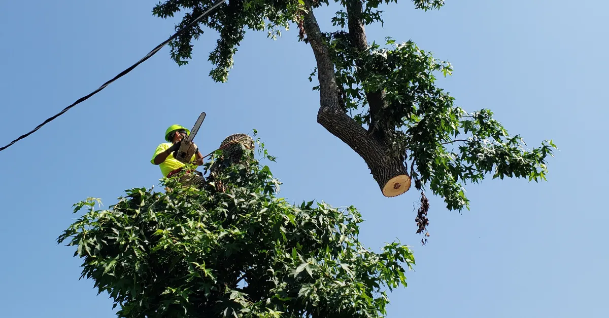 Tree Pruning