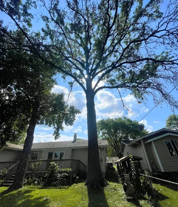 Canopy of a tree on a residence in St. Louis, MO.