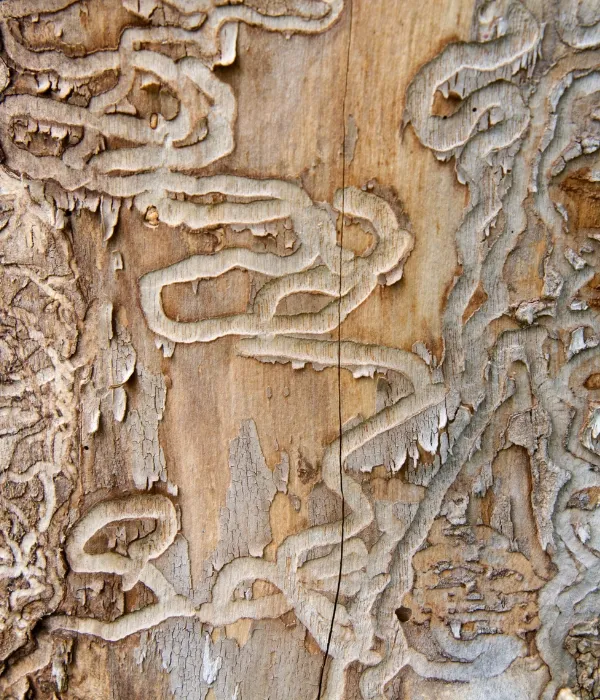 A close up look on a tunnel created by emerald ash borer beneath the trees bark in St. Louis, MO.