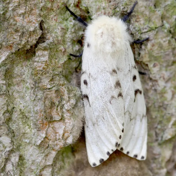 A close up photo of a gypsy moth on a tree it considered as a tree pest in St. Louis, MO.