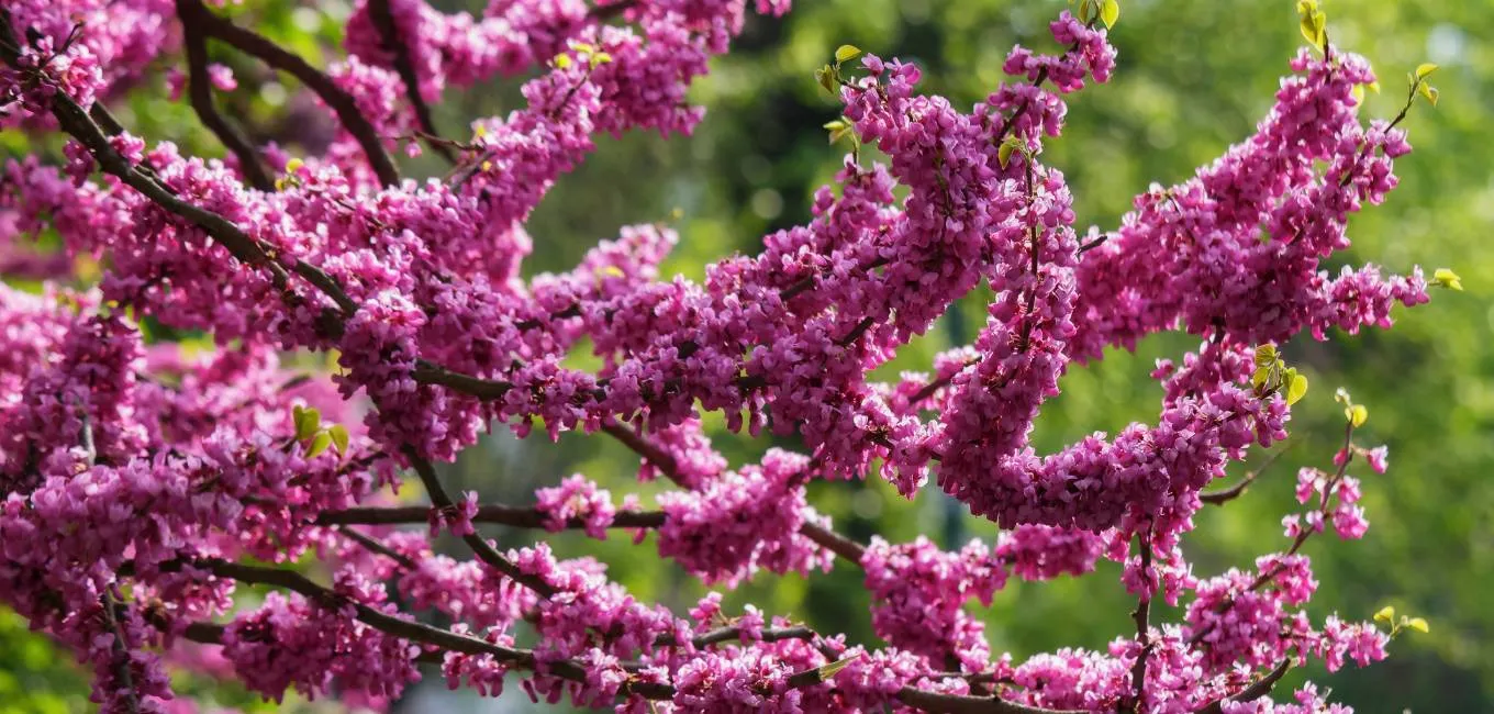 Hazelwood’s Precision Tree Care Professionals