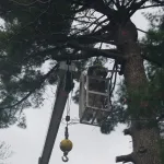 When Is the Best Time to Prune Trees in St. Louis