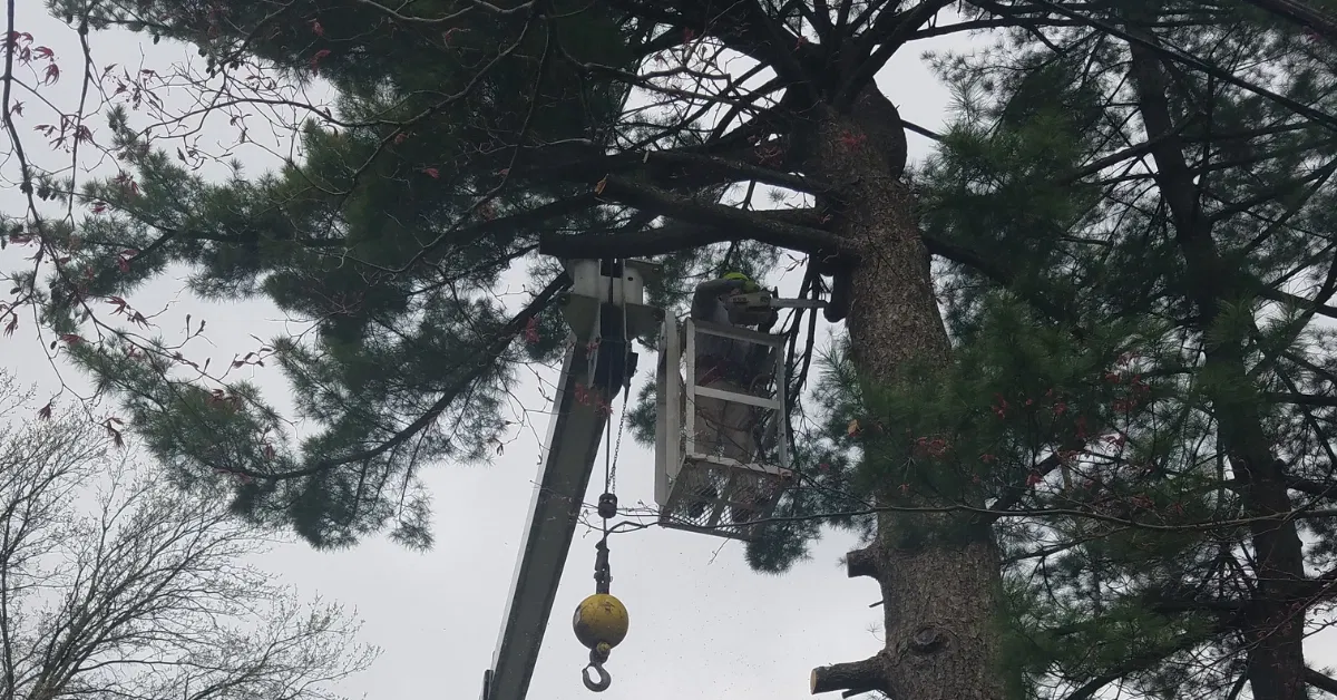 When Is the Best Time to Prune Trees in St. Louis