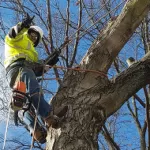arborist consultations