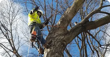 arborist consultations