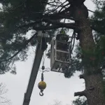 emergency tree services