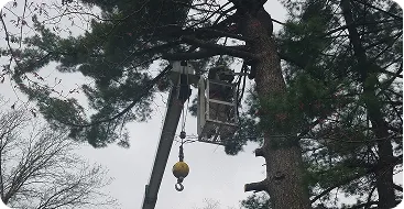 emergency tree services