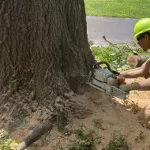 tree removal