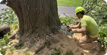 tree removal