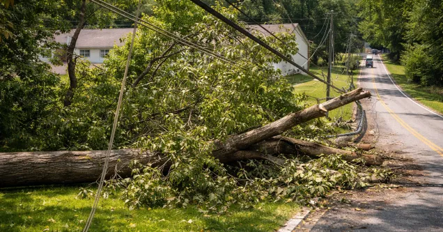 Trees Near Power Lines in St. Charles County: When It’s a Safety Risk
