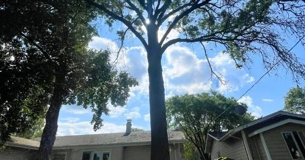 Tree service crew performing controlled tree removal at a residential property in Florissant, MO