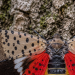 Adult spotted lanternfly with spread wings resting on tree bark in St. Louis County, Missouri without text