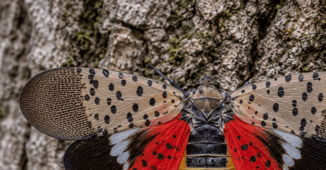 Spotted Lanternfly: What Hazelwood & Maryland Heights Homeowners Should Do