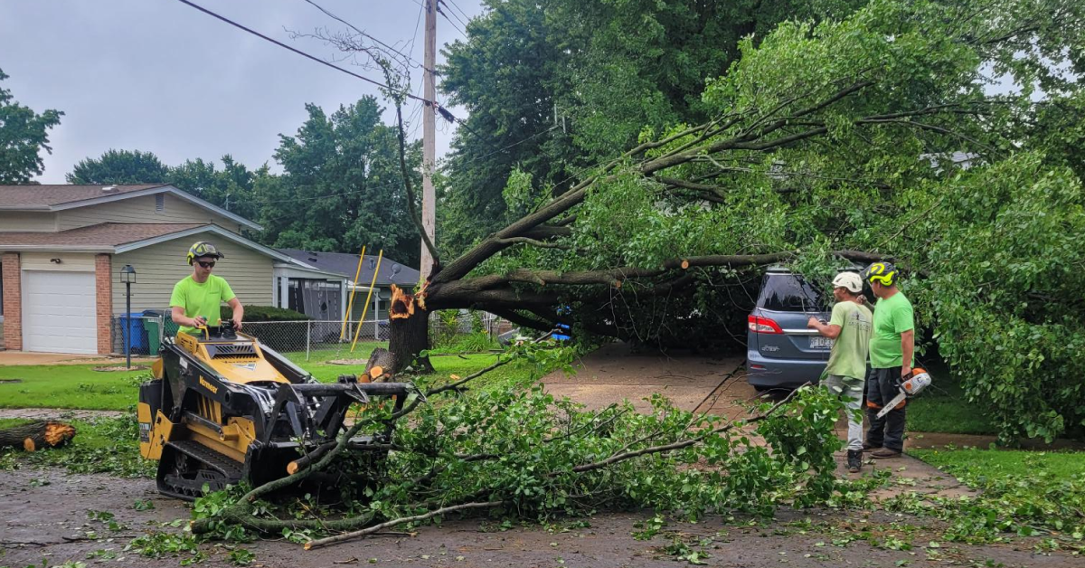 Emergency Tree Services & Storm Cleanup