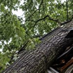 Close-up of a large tree leaning dangerously over a Breckenridge Hills home after a high-wind storm.