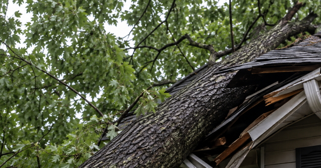 Emergency Tree Removal in Breckenridge Hills After High Winds