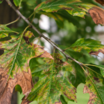 Close-up of wilting oak leaves turning brown at the tips in a Maryland Heights yard.