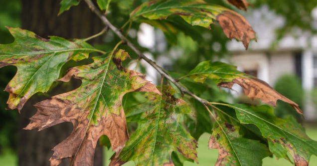 How Oak Wilt Affects Trees in Maryland Heights, MO