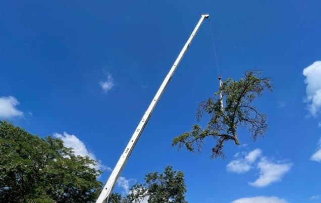 Why Oak Trees Are Dying in Missouri and How to Help
