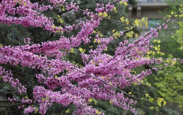 Best Flowering Trees in Missouri to Add Color to Your Yard