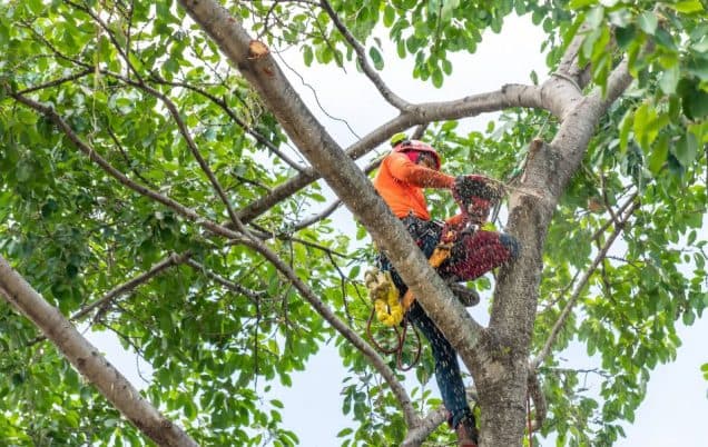 7 Reasons to Prune Your Missouri Trees This Year