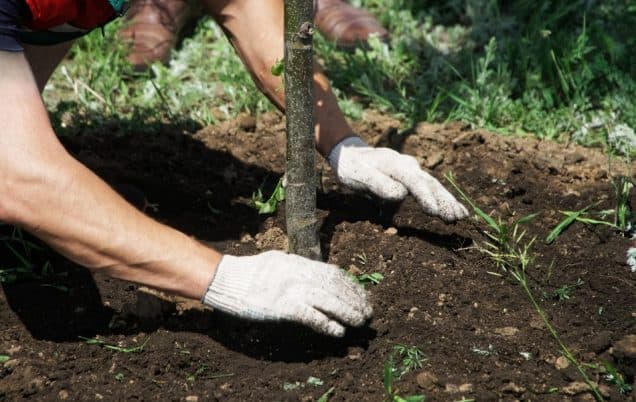 Can’t Wait for Shade? Try These 4 Fast-Growing Shade Trees for Missouri