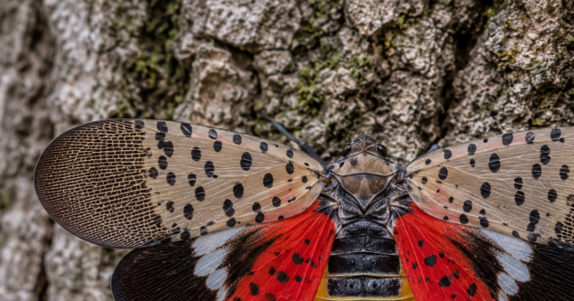 How to Protect Your Trees from Spotted Lanternfly in Hazelwood & Maryland Heights