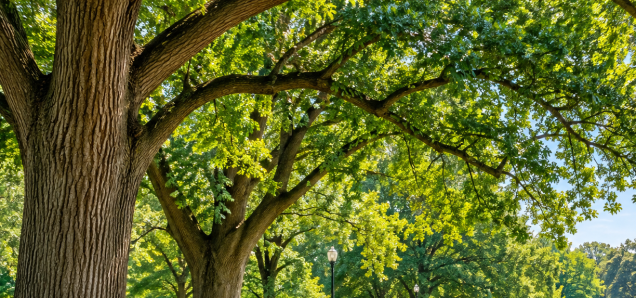 Best Places to Enjoy the Outdoors in St. Louis, MO