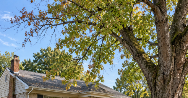 Why Aging Silver Maples Are a Growing Risk for Older Breckenridge Hills Homes