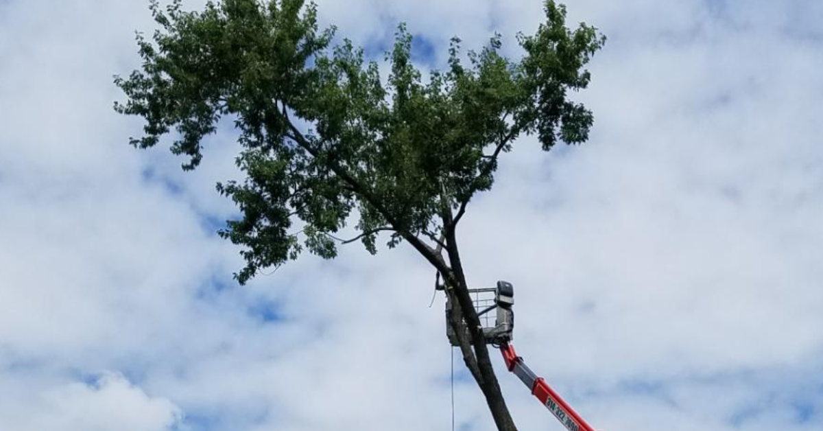Arborist Consultations