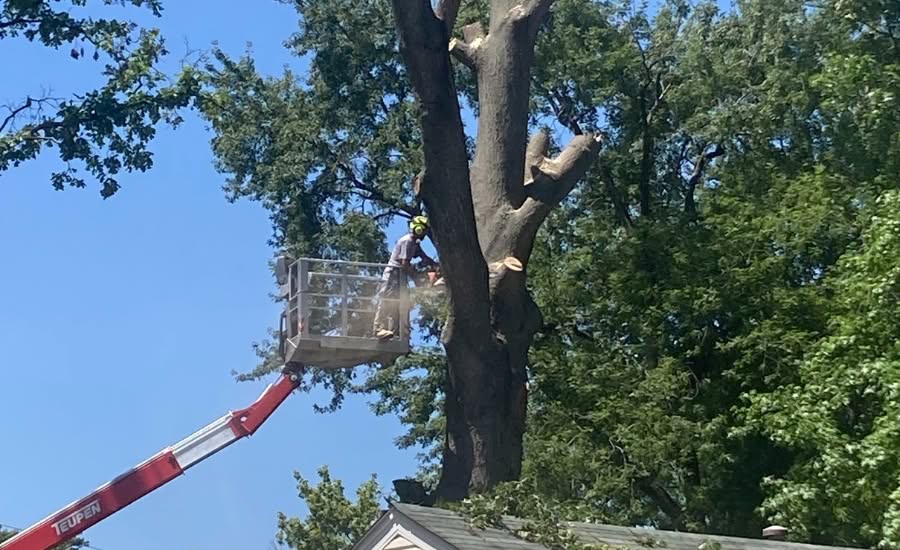 Mathias Precision removing an infested ash tree from a residential backyard using a crane in St. Charles County.