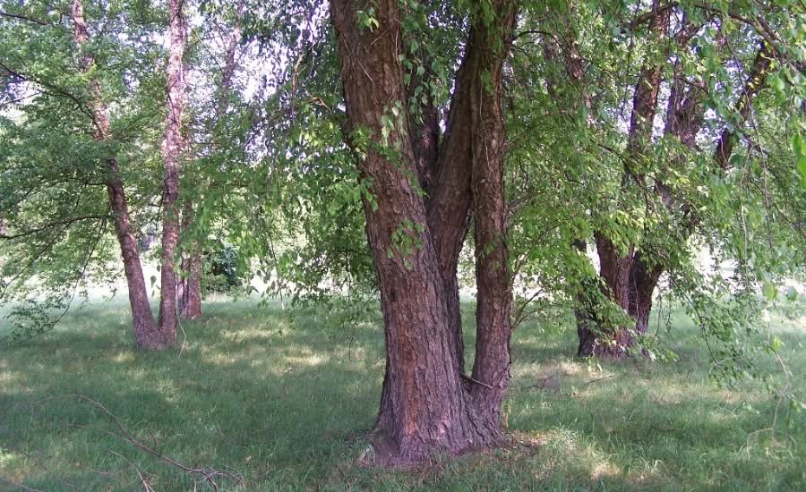 A river birch at the Morton Arboretum.