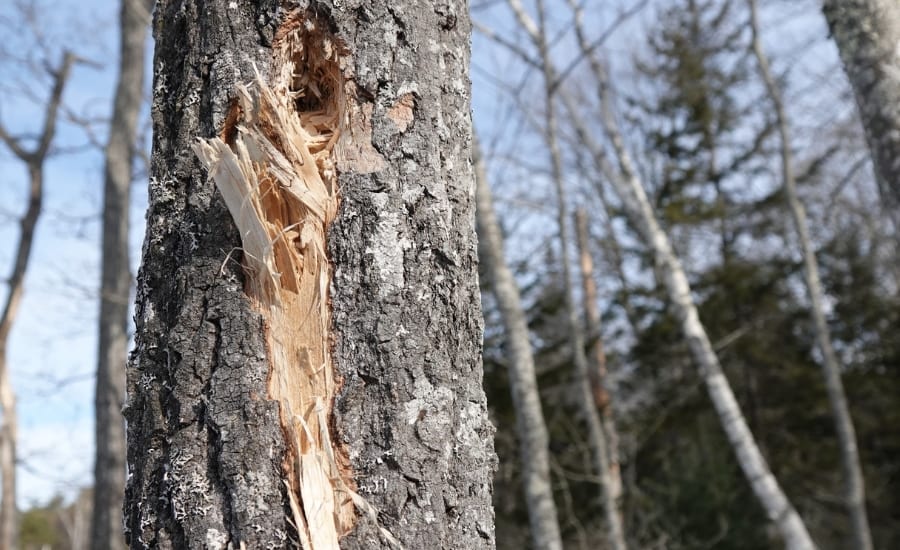 Close-up of tree trunk showing bark damage and structural weakness that Certified Arborists identify during professional tree risk assessments.