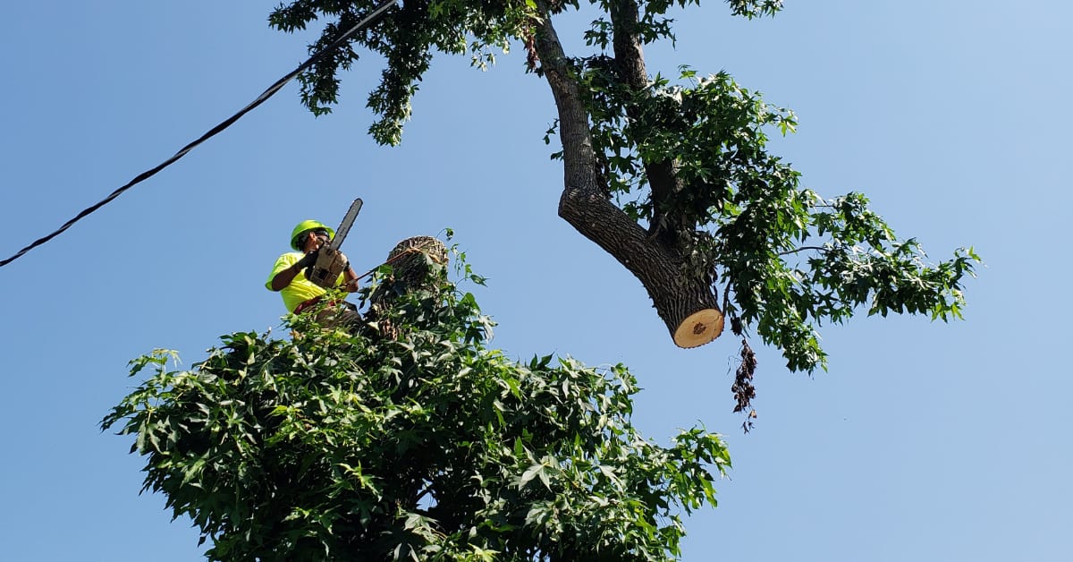 Tree Pruning
