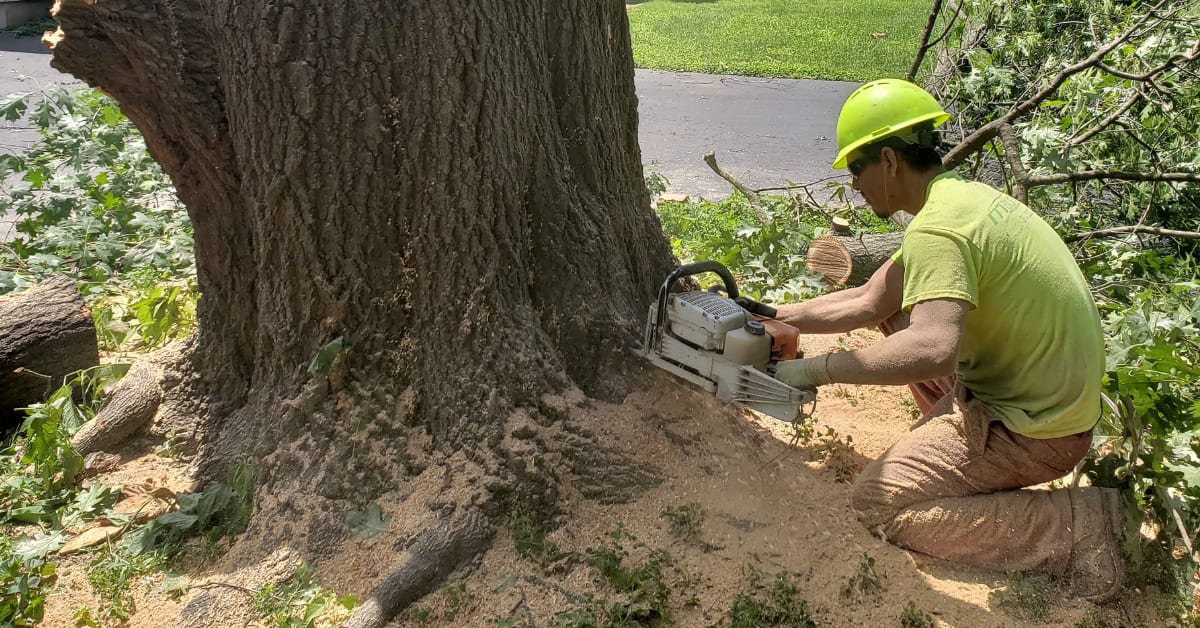 Tree Removal