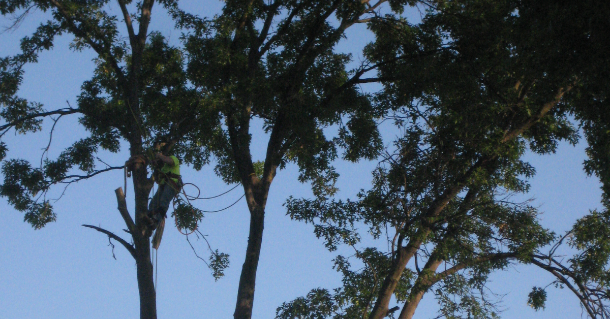 Tree Trimming