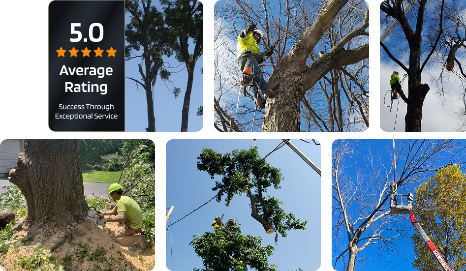 5 start rated tree service in st louis