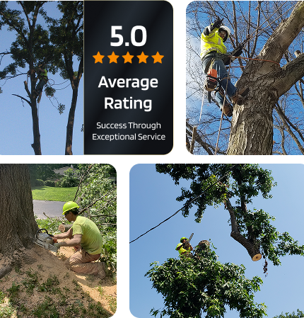 About Mathias Precision Tree Service